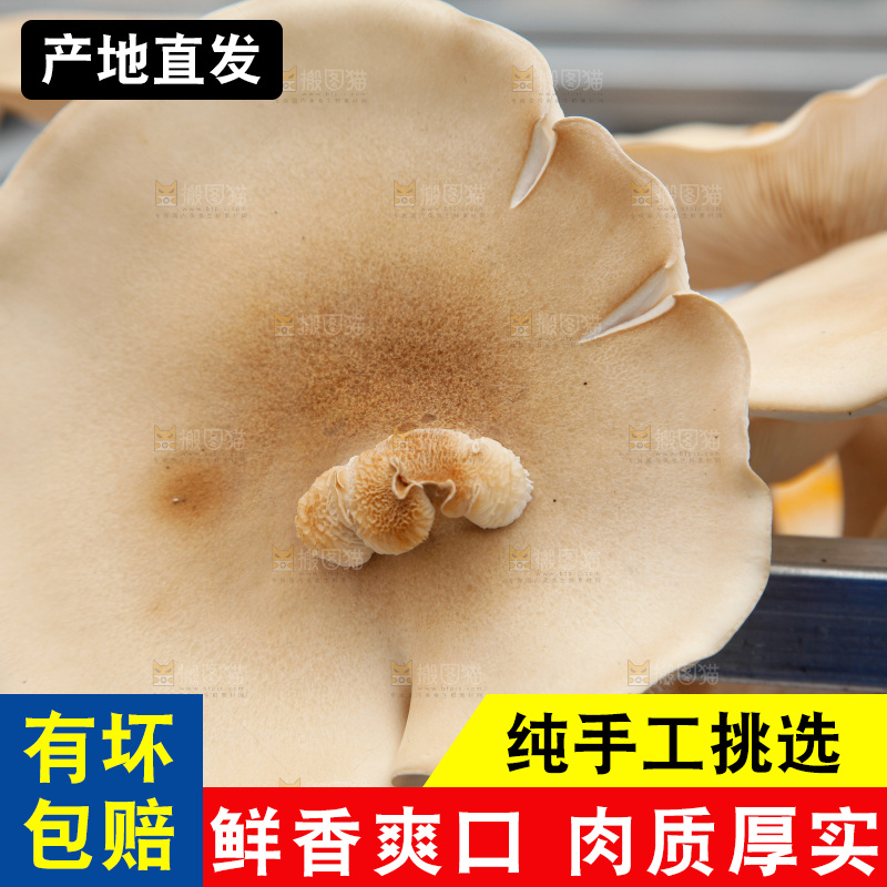 茶树菇生长