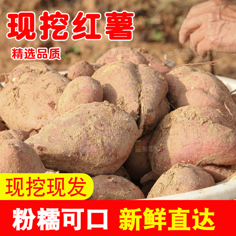 红薯地里劳作
