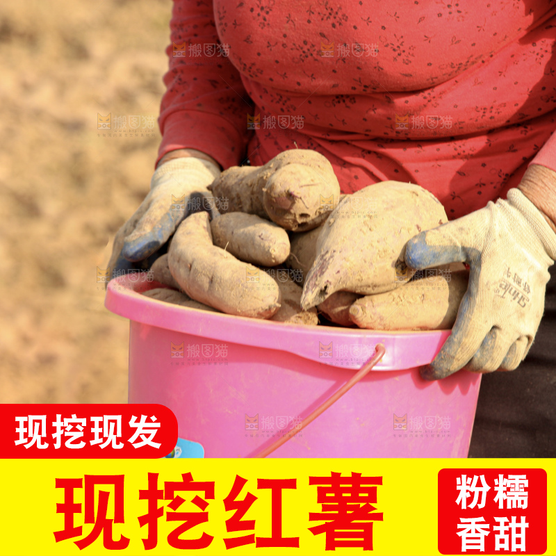 红薯地里劳作