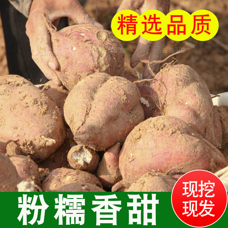 红薯地里劳作