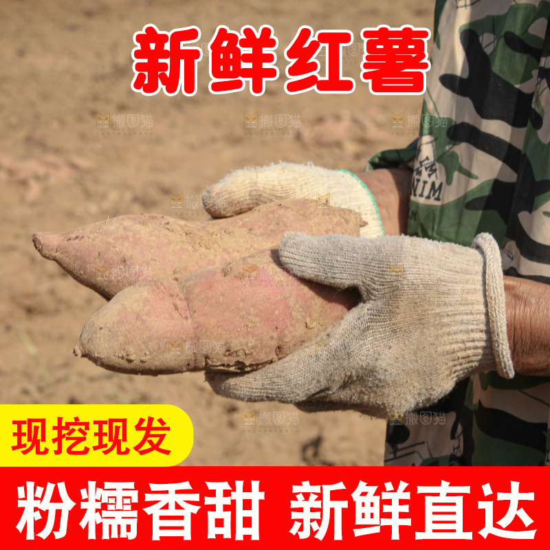红薯地里劳作
