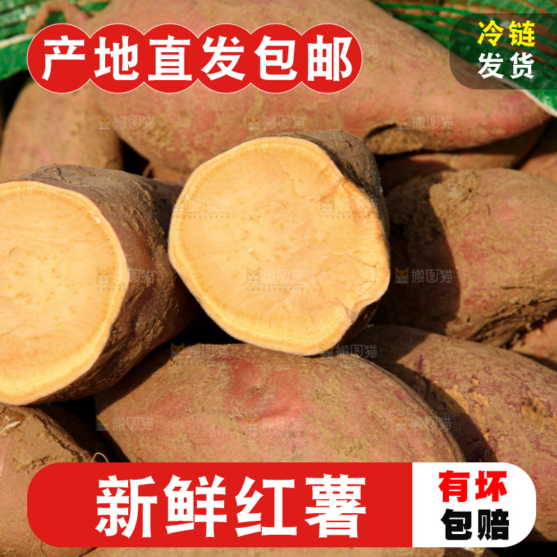 红薯地里劳作