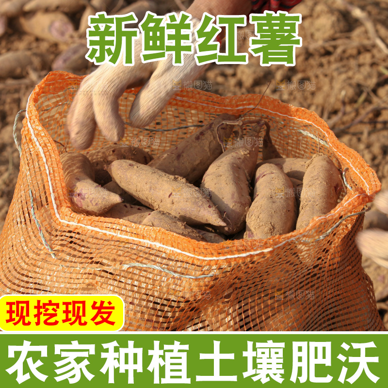 红薯地里劳作