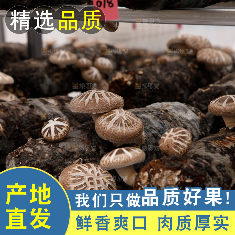 花菇 香菇