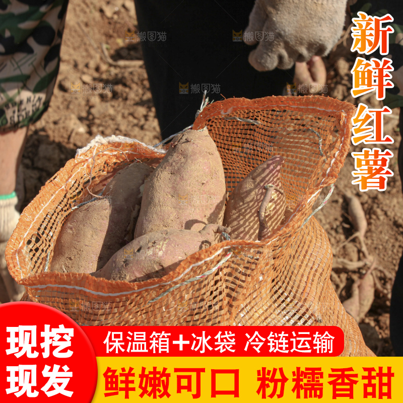 红薯地里劳作