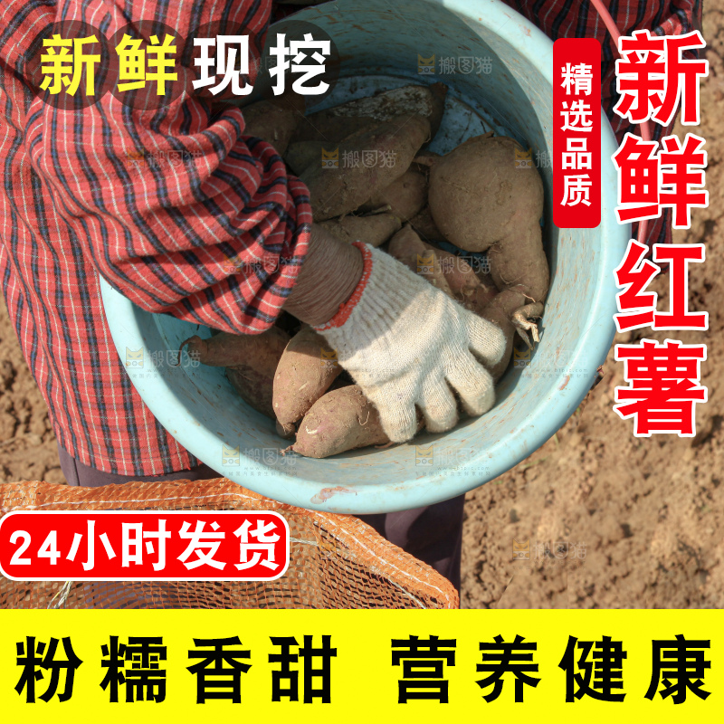 红薯地里劳作