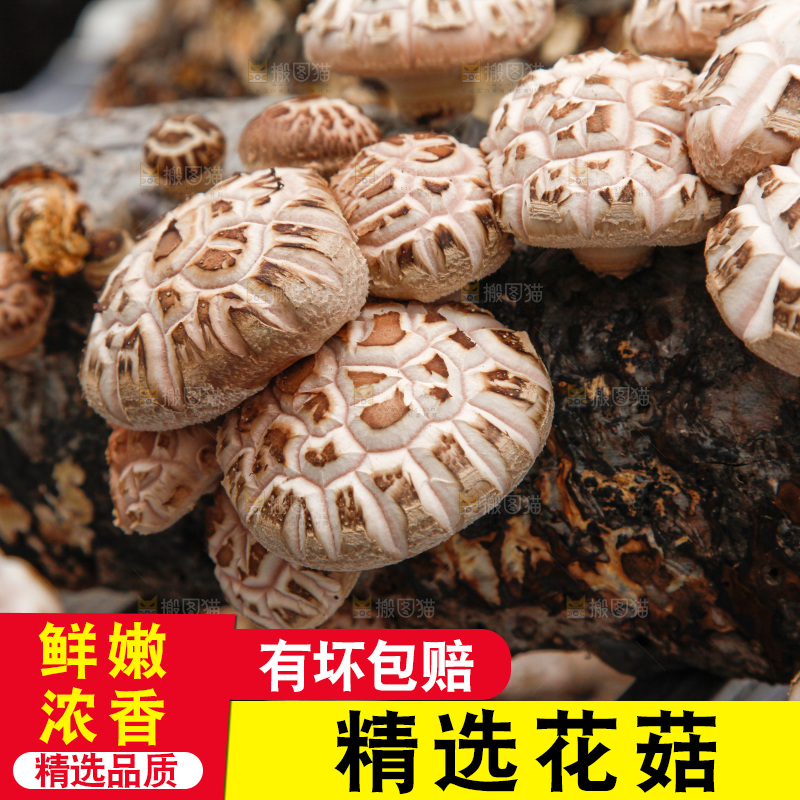 花菇 香菇