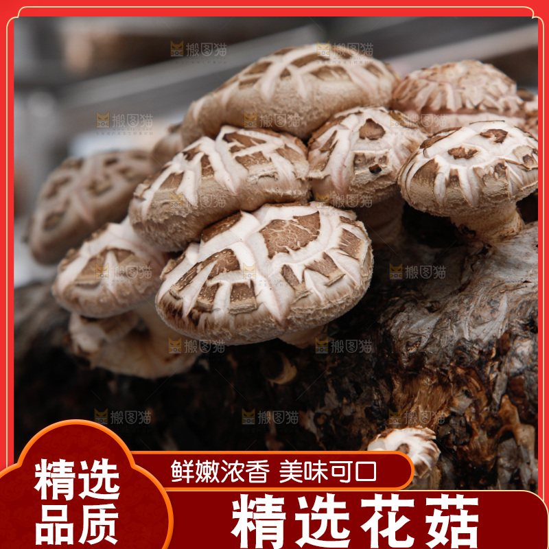 花菇 香菇