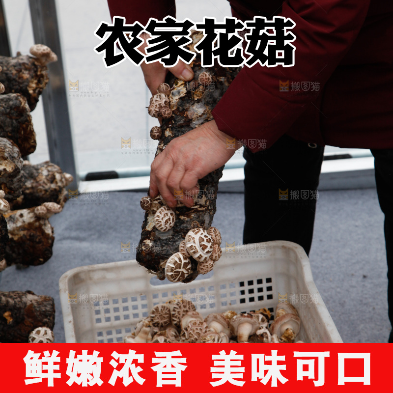 花菇 香菇