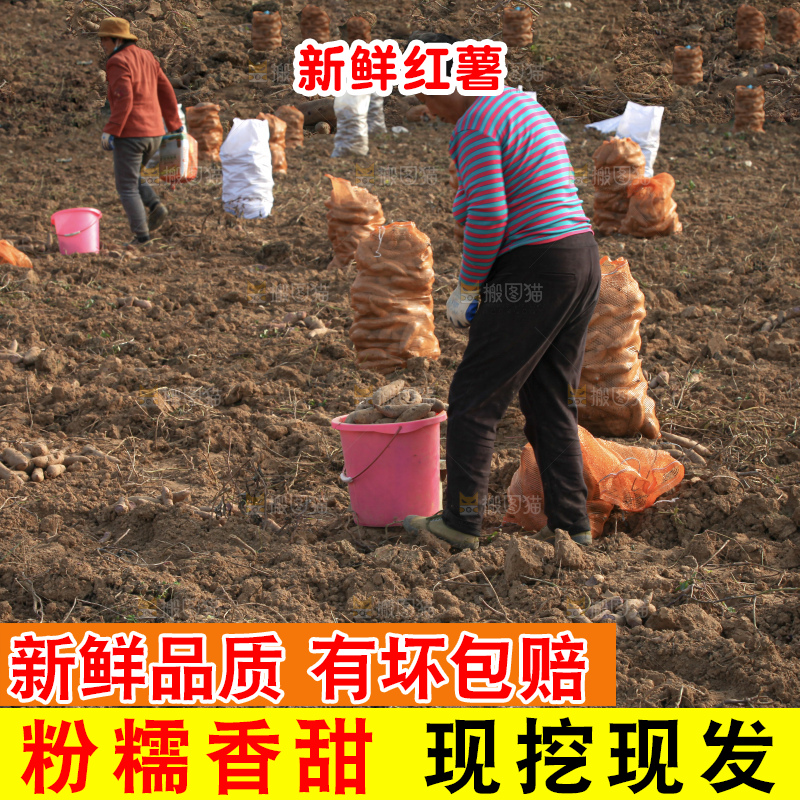红薯地里劳作
