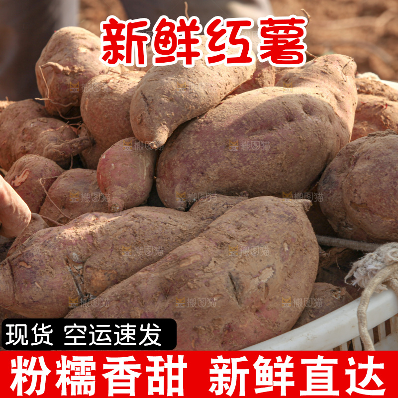 红薯地里劳作