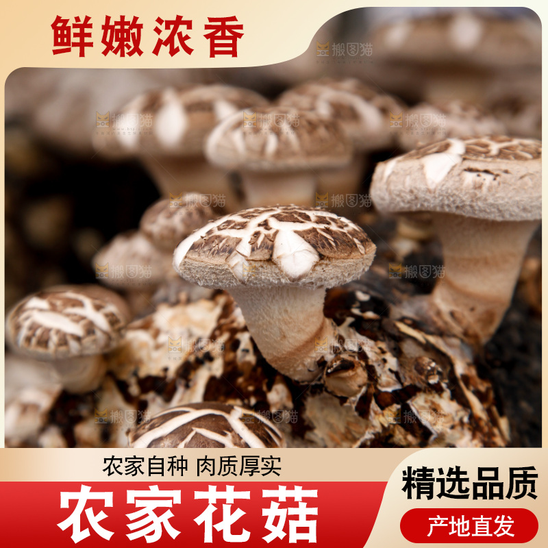 花菇 香菇