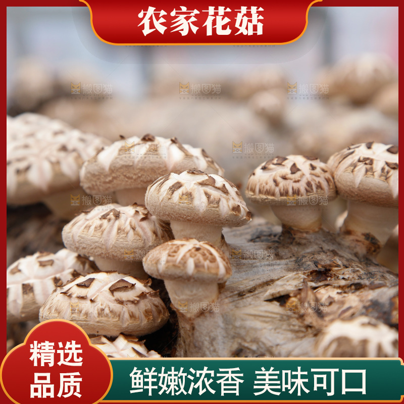 花菇 香菇
