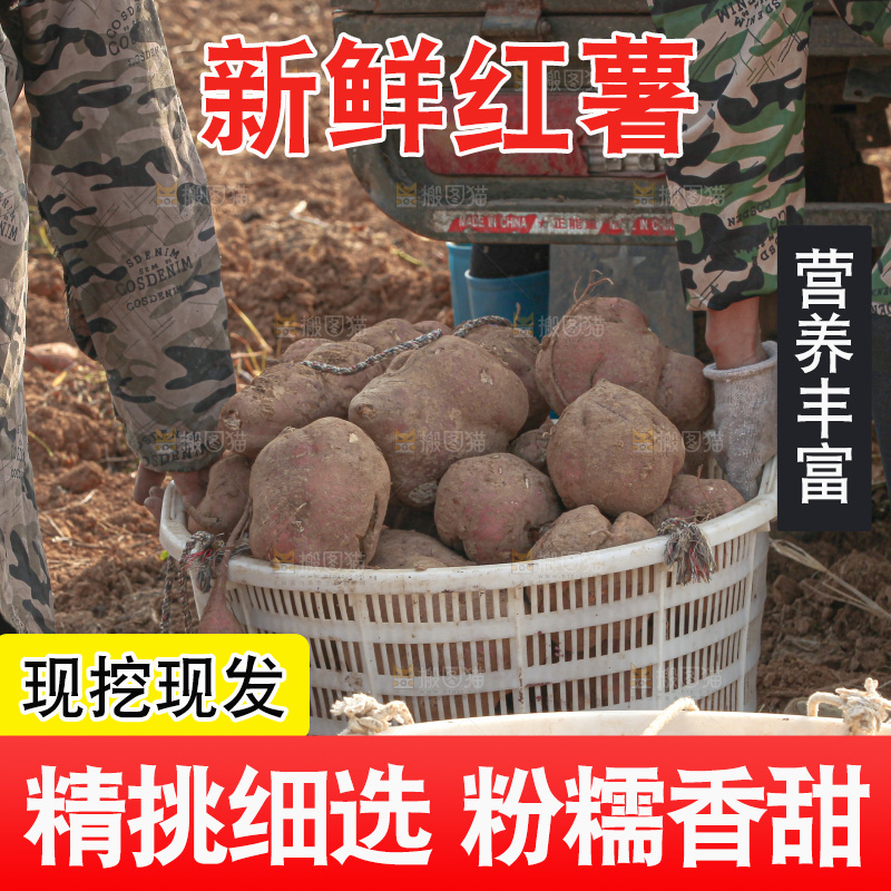 红薯地里劳作