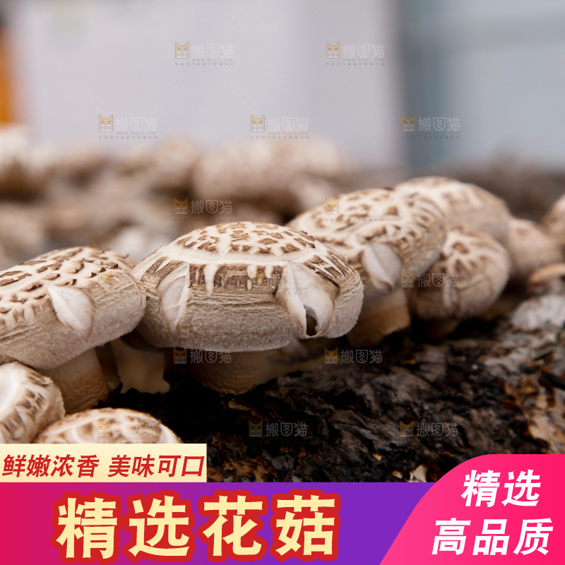 花菇 香菇