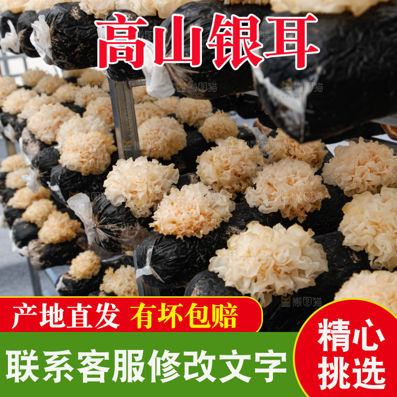 银耳