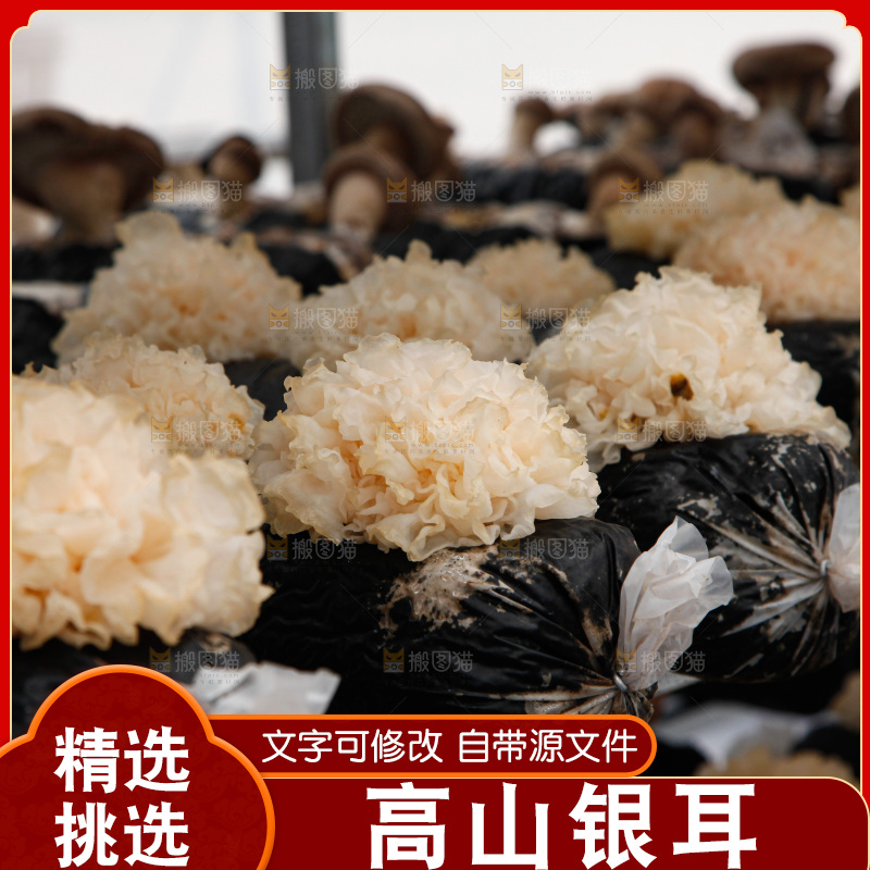 银耳