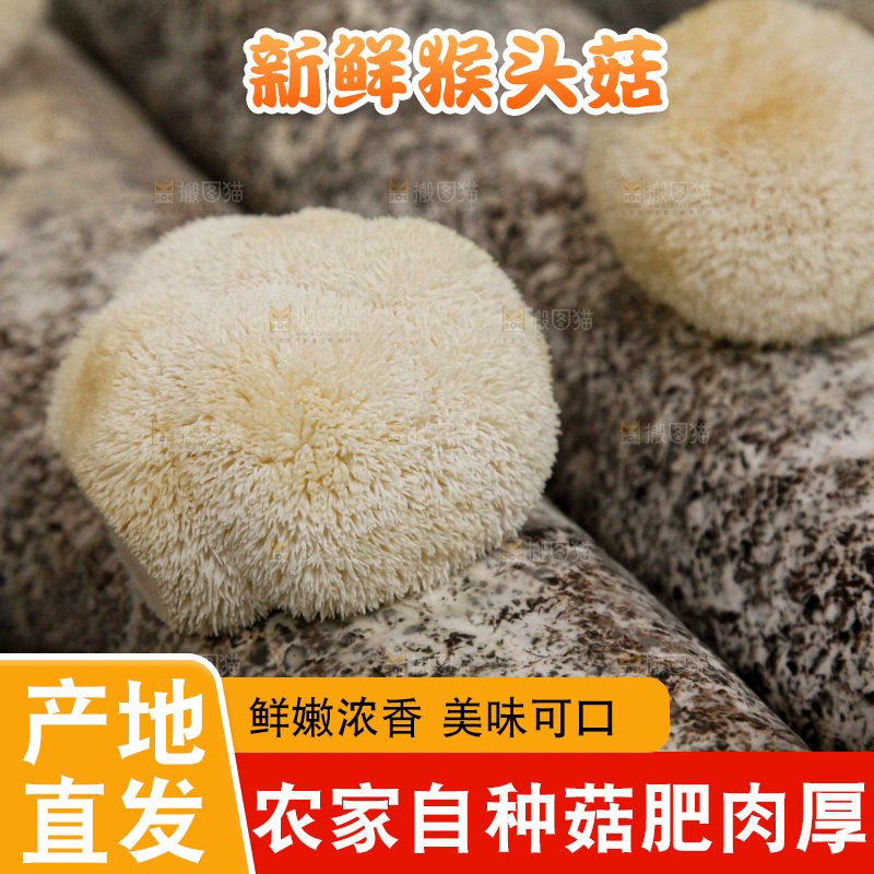 猴头菇