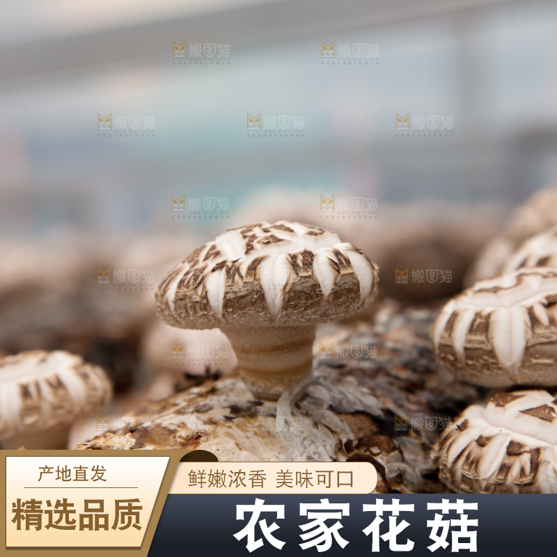 花菇 香菇