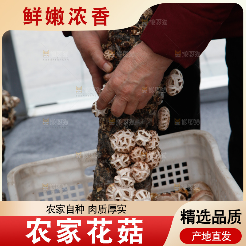 花菇 香菇