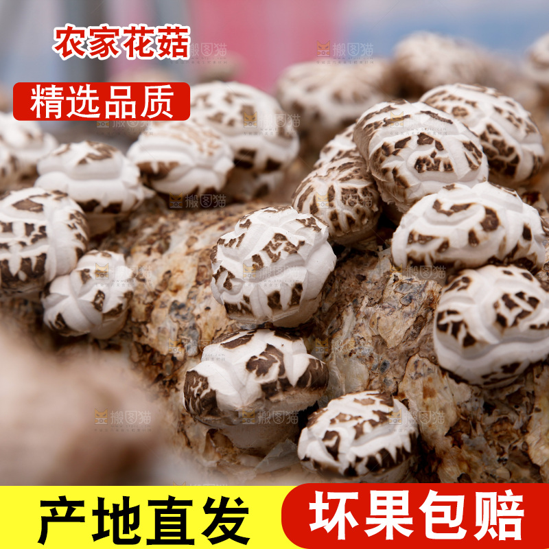 花菇 香菇