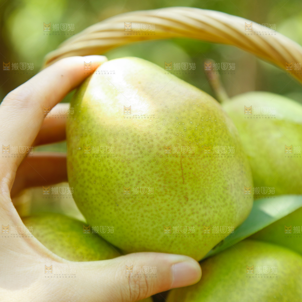 红香酥梨