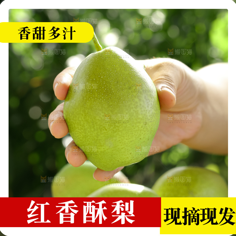 红香酥梨