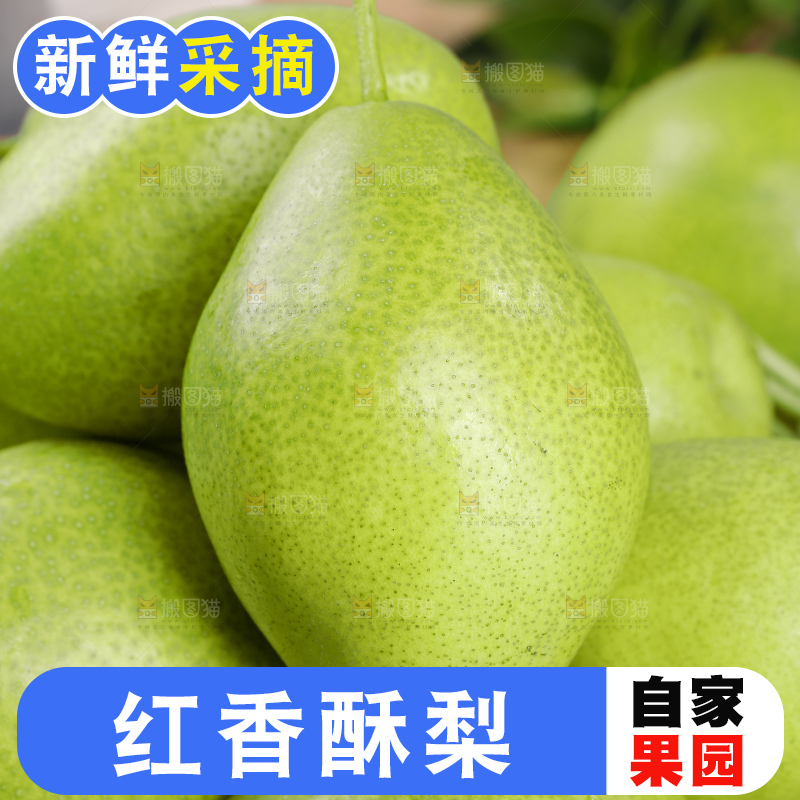 红香酥梨