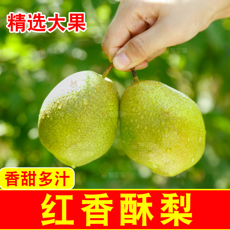 红香酥梨
