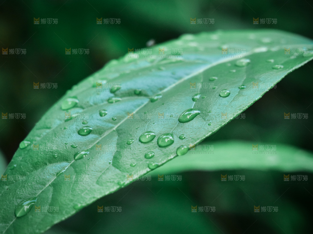 绿叶露水