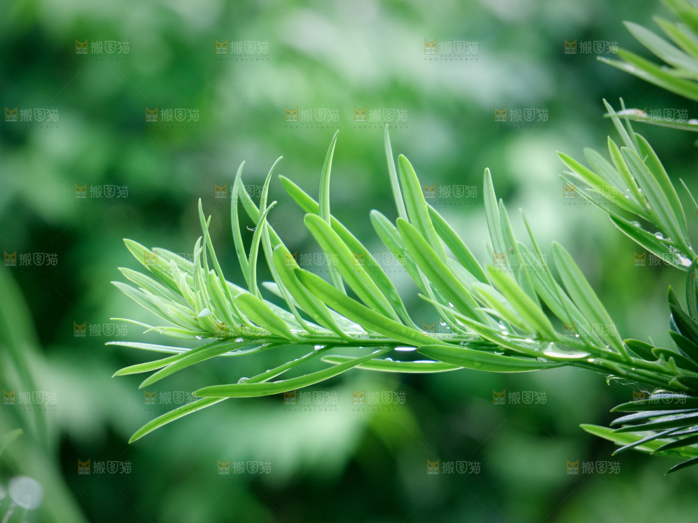 绿叶露水