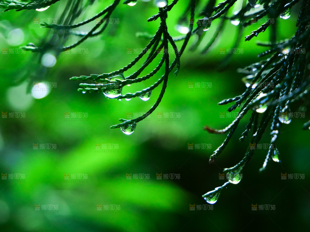 绿叶露水