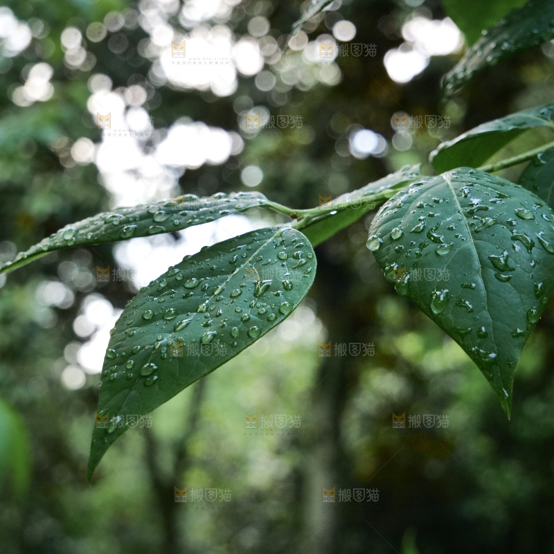 绿叶露水