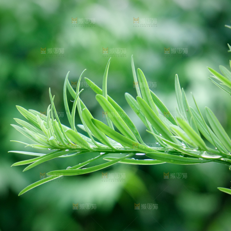绿叶露水