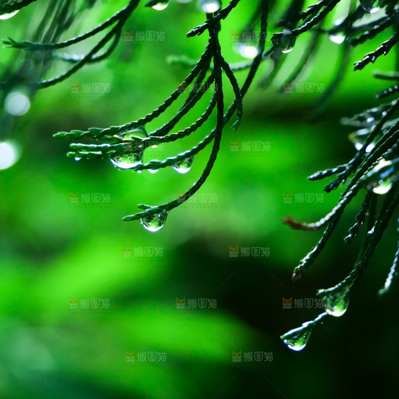 绿叶露水