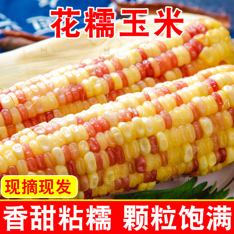 花糯玉米