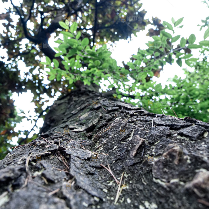 大树纹理