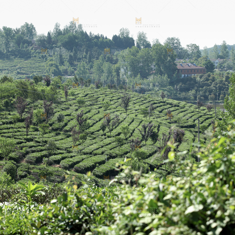 茶山