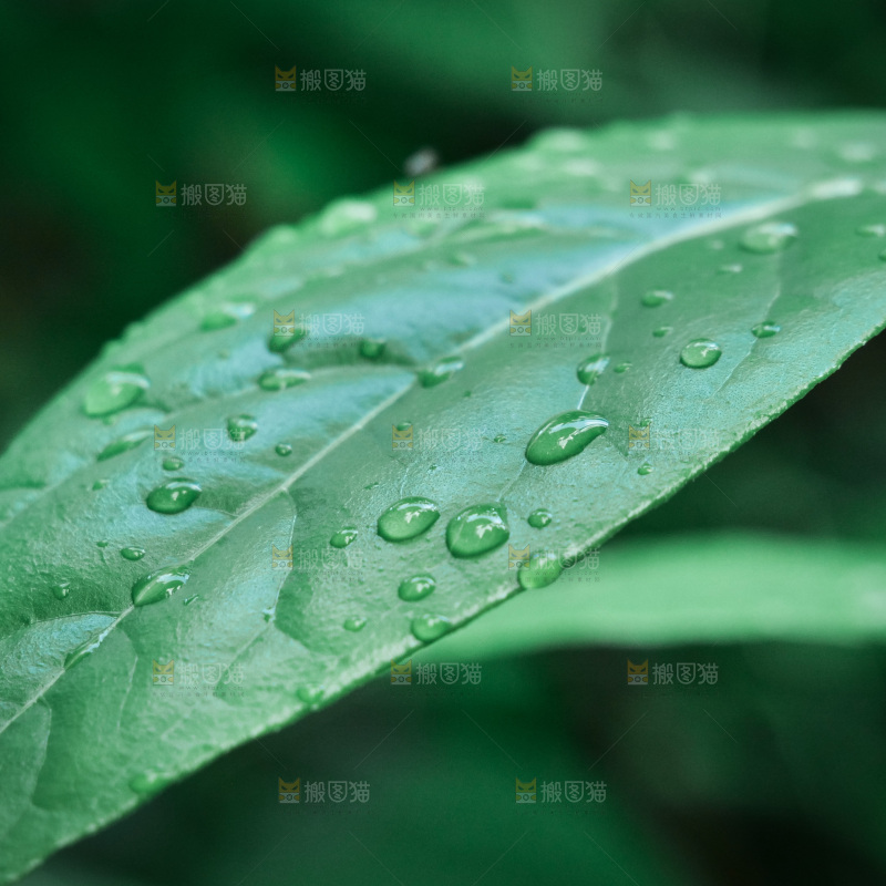绿叶露水