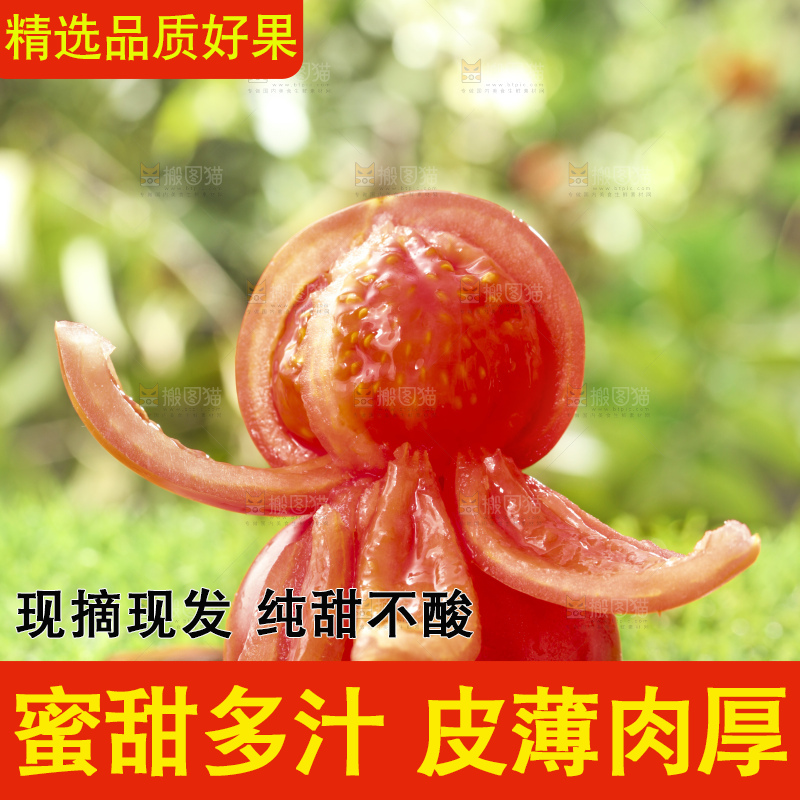 西红柿
