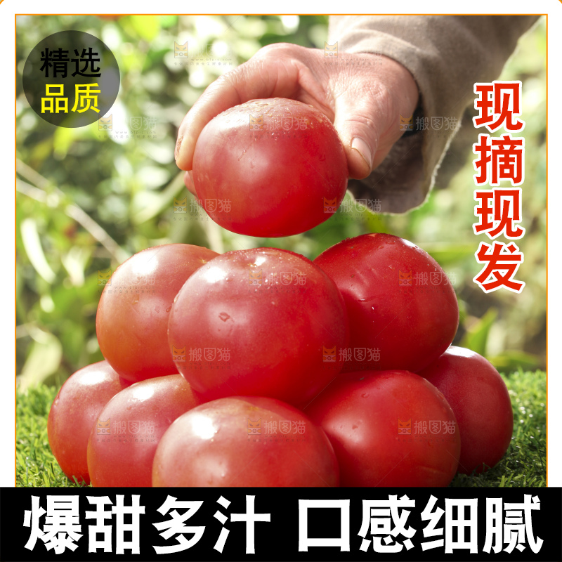 西红柿