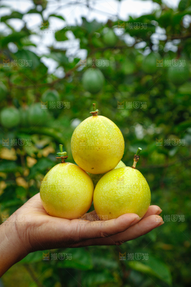 黄金百香果