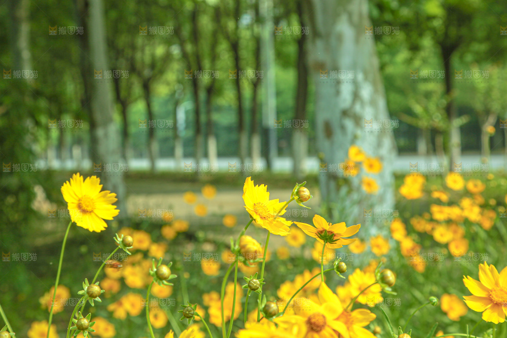 小黄花