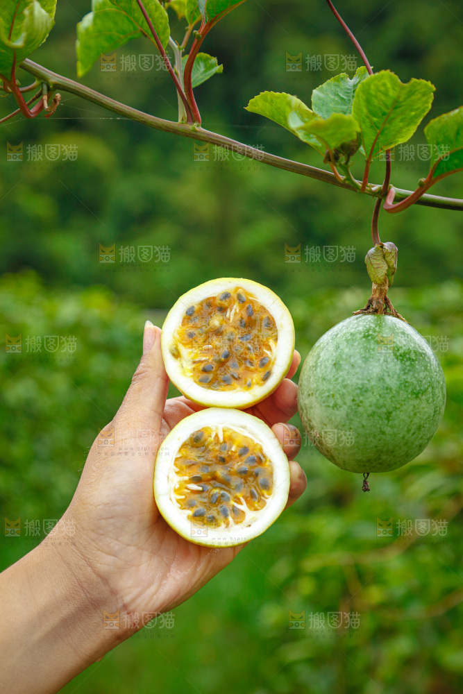 黄金百香果