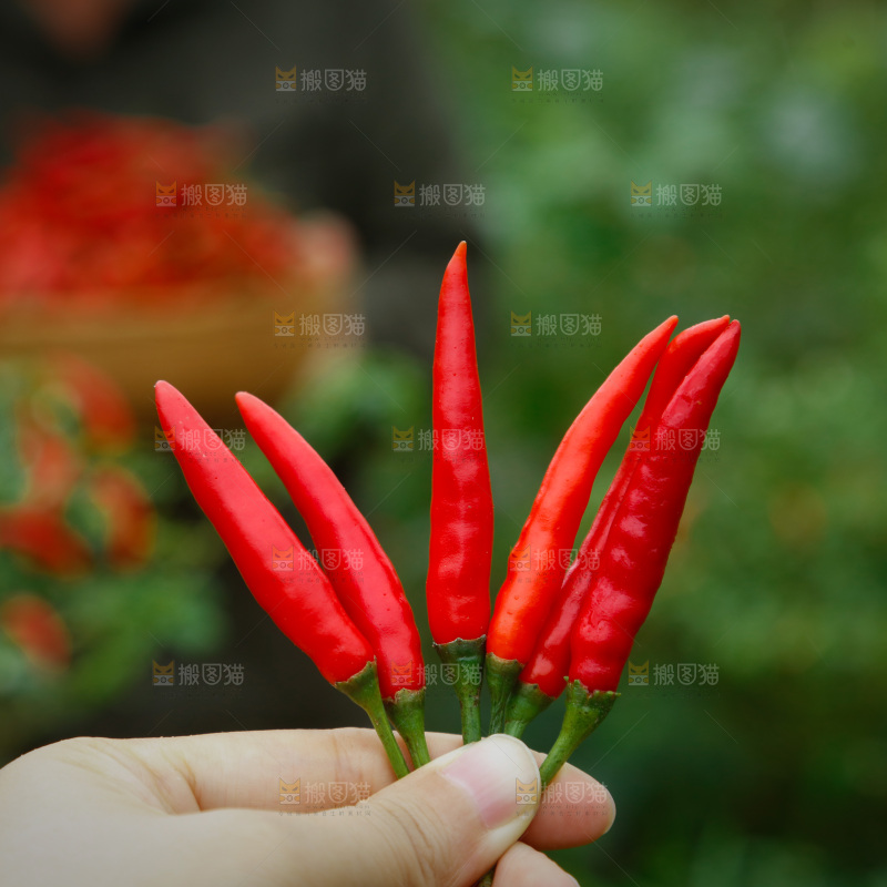 小米辣采摘