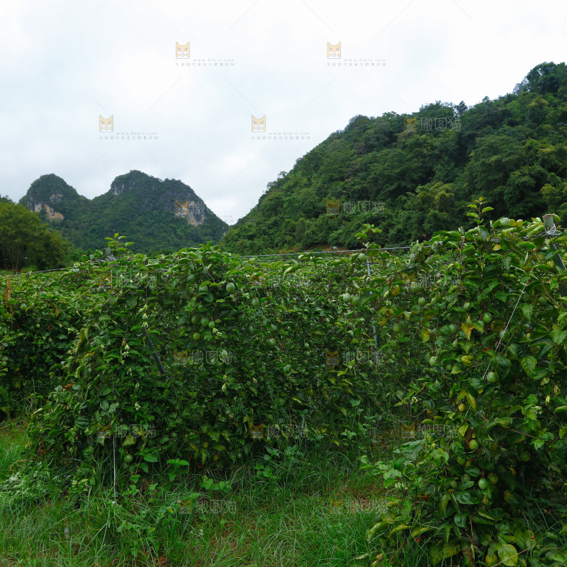 百香果产地