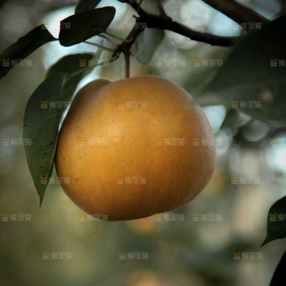 梨树