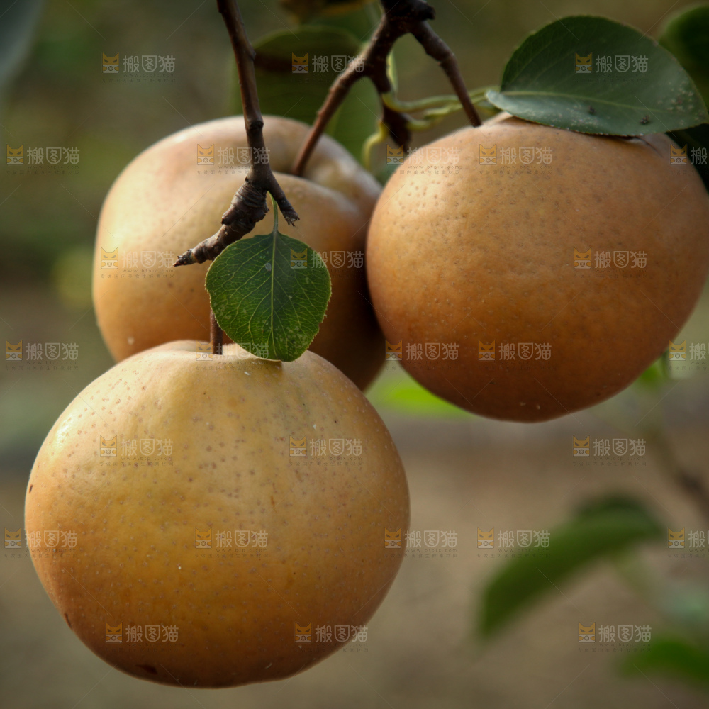 梨树