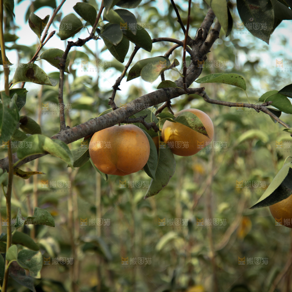 梨树