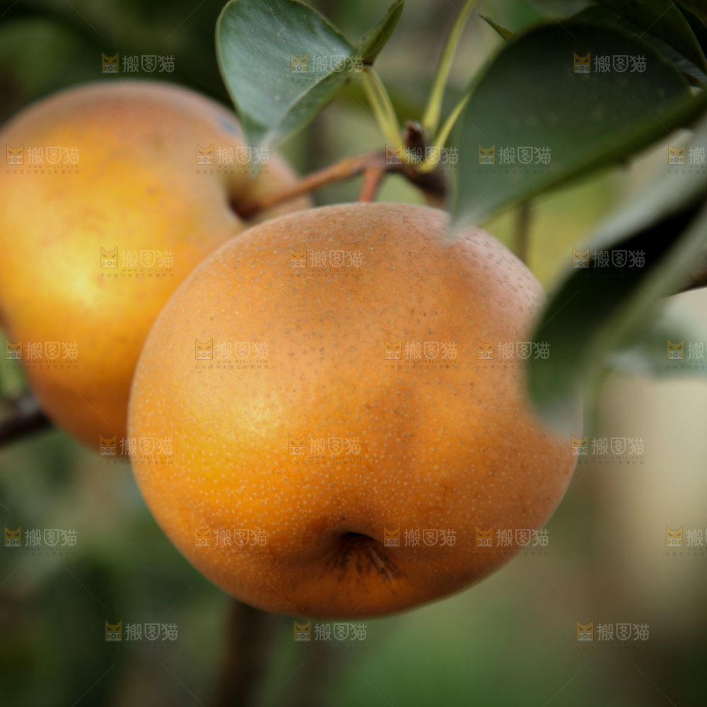 梨树